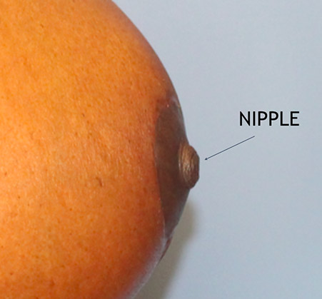 image of a nipple